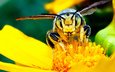 желтый, цветок, насекомые, пчела, нектар, мед.цветок
