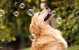 природа, собака, мыльные пузыри, золотистый ретривер