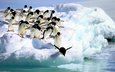 вода, снег, море, лёд, птицы, пингвин, антарктида, пингвины