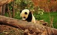 дерево, животные, панда, джунгли, детеныш, бамбуковый медведь, большая панда
