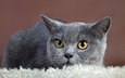 фон, кот, кошка, взгляд, серый, британская кошка