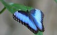 зелёный, бабочка, насекомые, голубая, листочек, бабочка morpho, морфо, морфо дидиус
