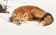 снег, зима, спит, рыжая, лиса, лисица