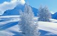 деревья, снег, природа, зима, пейзаж, гора