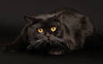 кот, кошка, черный, хвост, мех, янтарные глаза