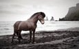 лошадь, природа, море, конь, исландский жеребец