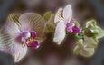 орхидея, цветок на рабочий стол