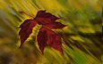 кленовый лист, осенний цвет