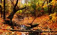 желтый, лес, листья, пейзаж, ручей, листва, осень