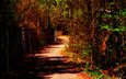 дорога, деревья, природа, осень, забор, путь