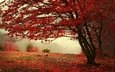 дерево, лес, листья, пейзаж, туман, листва, осень, красные