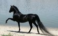 лошадь, черный, конь, арабская порода, чистокровый жеребец