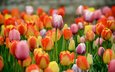 цветы, разноцветные, весна, тюльпаны, много