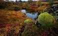 деревья, вода, озеро, природа, камни, осень, мох, исландия, национальный парк thingvellir
