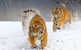 тигр, зима, бегут