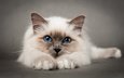 кошка, голубые глаза, киска, пушистая, сиамская