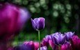 цветы, весна, тюльпаны, фиолетовые