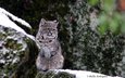 снег, зима, рысь, дикая кошка, йосемитский национальный парк