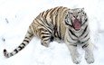 тигр, снег, зима, белый, зубы, пасть