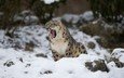 снег, снежный барс, зевает, ирбис, барс, дикая кошка