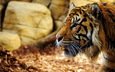 тигр, морда, взгляд, хищник, профиль