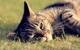 трава, кот, кошка, отдых, полосатый