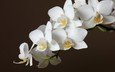 цветы, черный фон, белая, орхидея