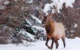 снег, природа, лес, олень, зима, рога