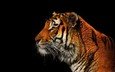 тигр, хищник, профиль, черный фон