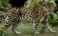 леопард, хищник, большая кошка, амурский