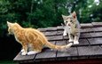 кошки, крыша, котята, любопытство