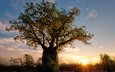солнце, дерево, африка, баобаб, зимбабве