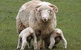 трава, рога, детки, овцы, овечки, овца, животные.овца, домашний скот