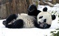снег, зима, панда, бамбуковый медведь