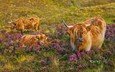 корова, телёнок, вереск, лохматые шотландские коровы