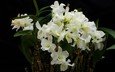 цветы, белые, орхидеи