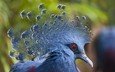 птицы, птица, клюв, перья, голубь, victoria crowned pigeon, венценосный, веероносный, веероносный венценосный голубь