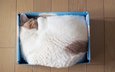 кошка, спит, дом, коробка