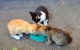 кошки, котята, молоко, миска