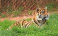 тигр, трава, лежит, хищник, дикая кошка