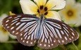 цветы, насекомое, бабочка, крылья, крупным планом