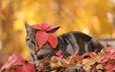 листья, кот, кошка, осень, полосатый