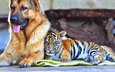 тигр, собака, тигренок, друзья