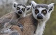 животные, лемуры, детеныш, кошачий лемур, катта, ring-tailed lemur