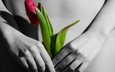 цветок, руки, тюльпан, пальцы