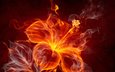 абстракция, пламя, цветок, огонь, дым, силуэт, волшебный цветок