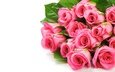 цветы, розы, букет, розовый