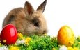 кролик и пасхальные яйца