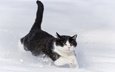 снег, кот, кошка, бежит по снегу