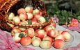 фрукты, яблоки, корзина, яблоко, урожай, плоды, корзинка